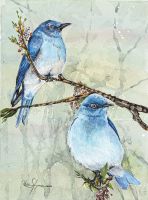 100-329 Mountain bluebirds